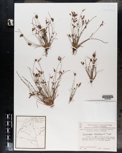 Plantae