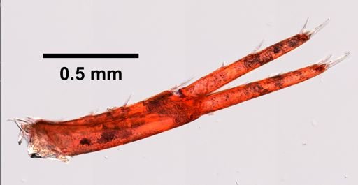 Gammarus fasciatus