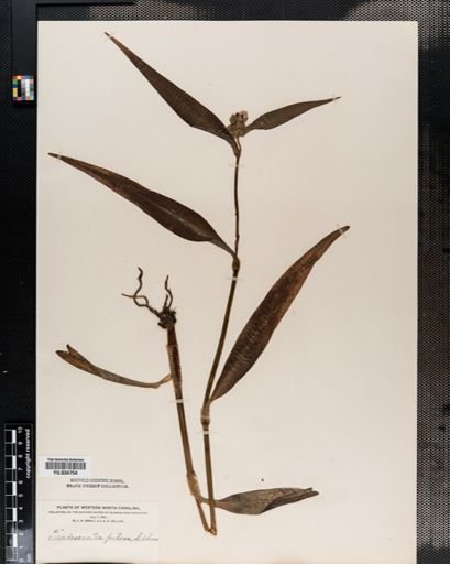 Tradescantia subaspera