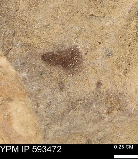 taxon undetermined