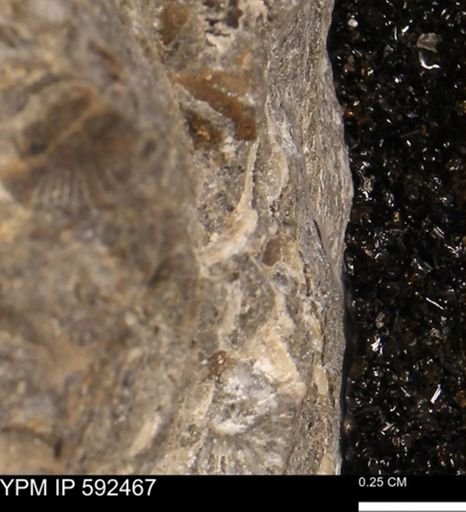 undet. Ammonoidea