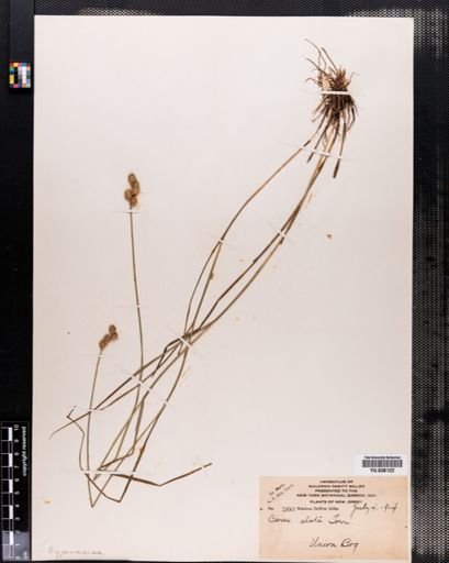 Carex alata