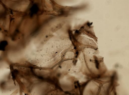 Darwinella muelleri