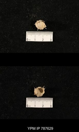 undet. Brachiopoda