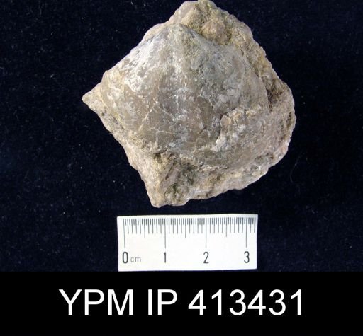 Eospirifer sp.