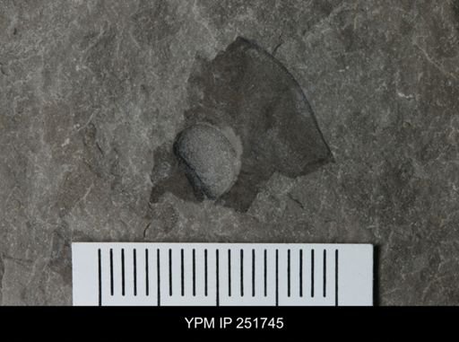 Eurypterus sp.