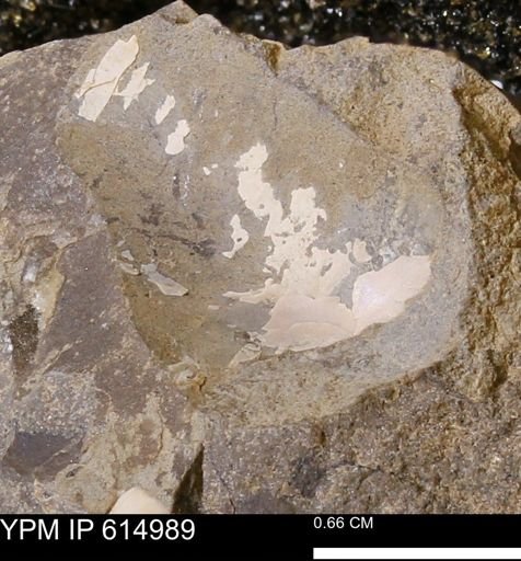 Baculites?