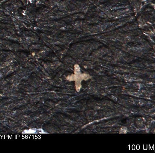 undet. Porifera