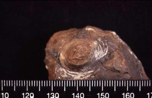 Scenella reticulata