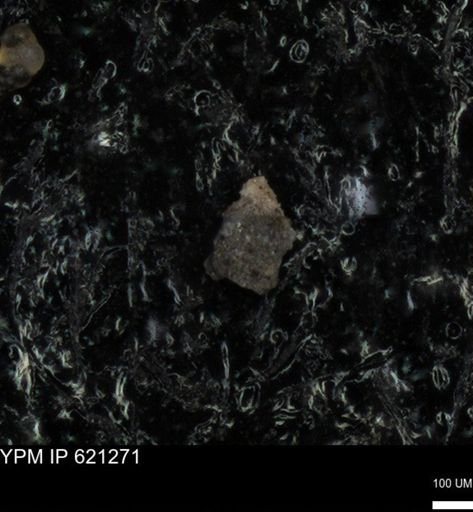 undet. Foraminiferida