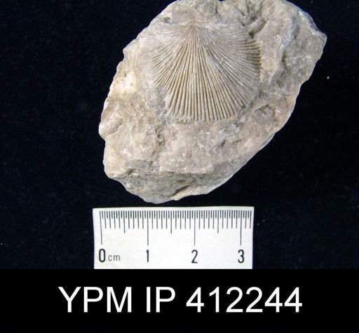 Strophodonta consobrina