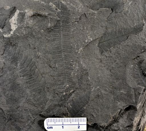 Pecopteris sp.