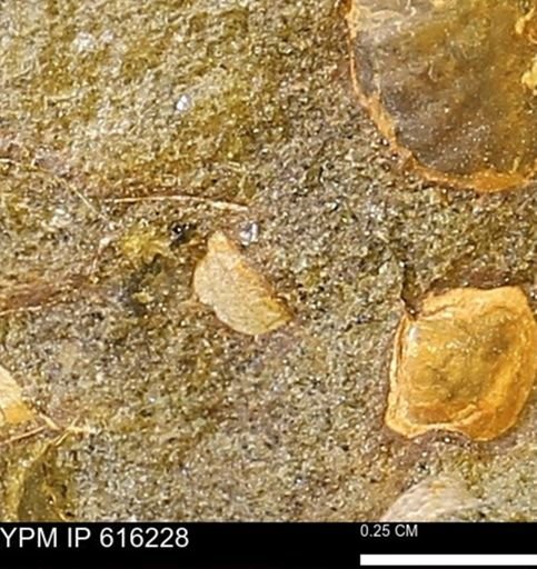 Protocardia subquadrata