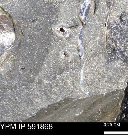 Serpulidae