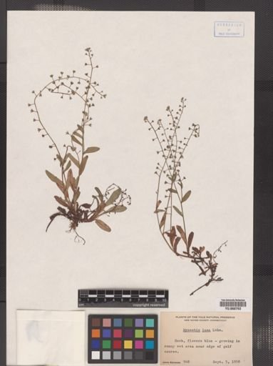 Myosotis laxa