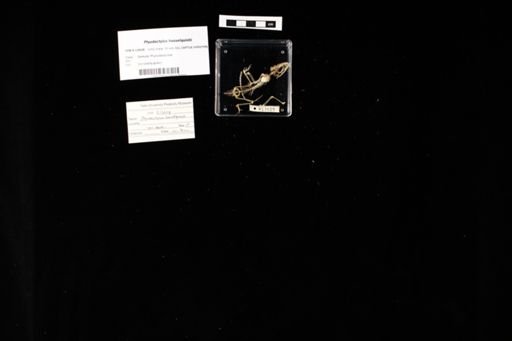 Ptyodactylus hasselquistii