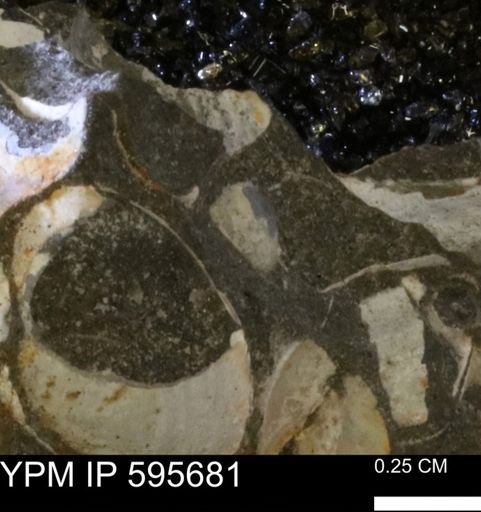 Protocardia sp.