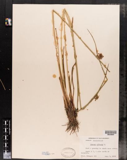 Plantae