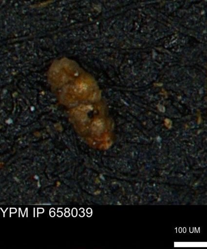 Verneuilinoides hectori