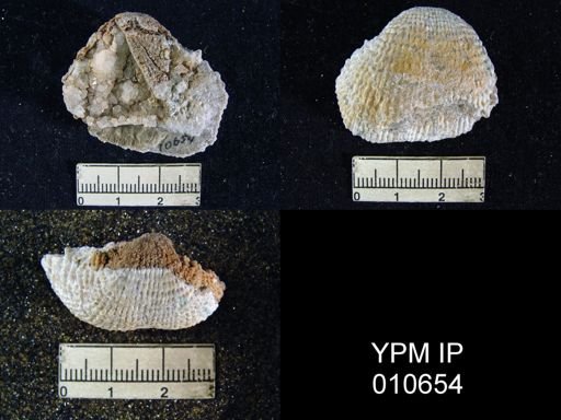Productus hessensis