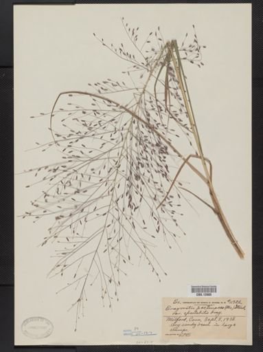 Eragrostis pectinacea