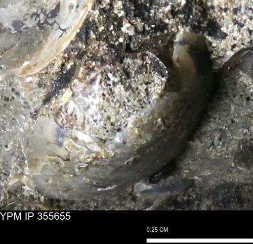 undet. Mollusca