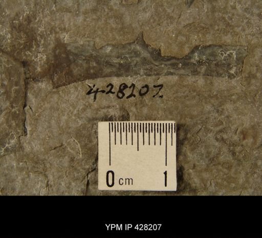 Eurypterus sp.