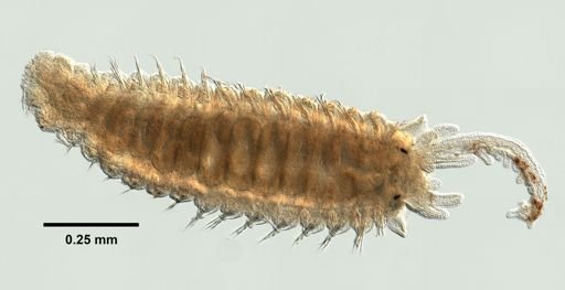 Sabellidae