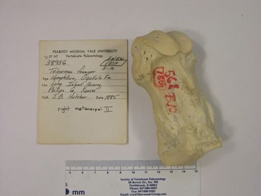 Teleoceras fossiger
