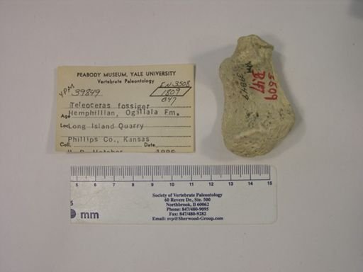 Teleoceras fossiger