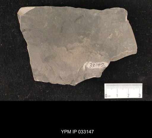 Mormolucoides articulatus