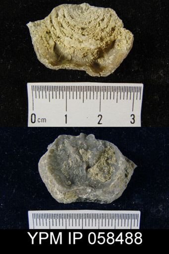 Leptaena rhomboidalis