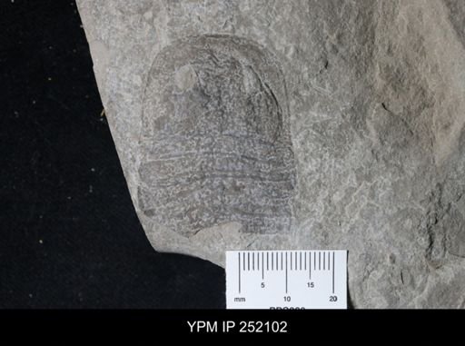 Eurypterus sp.
