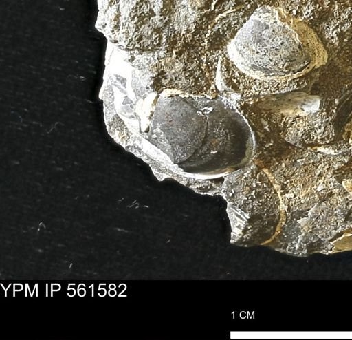 Limopsis striatopunctatus