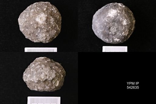 Megistocrinus nodosus?