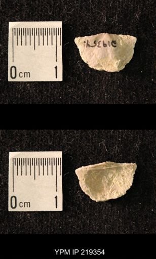 Chonetes granulifer