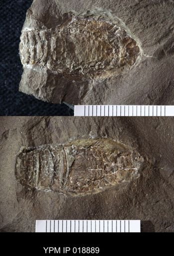 Anthracaris gracilis