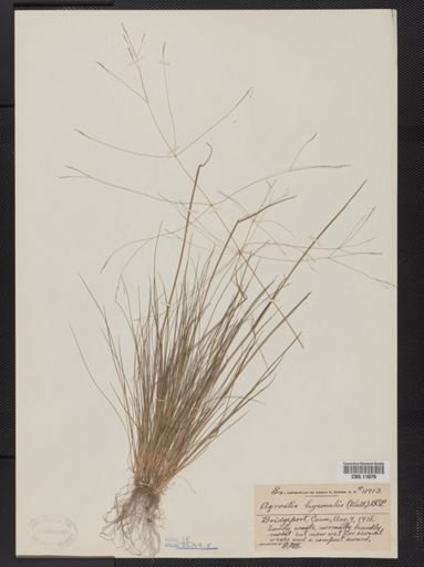 Agrostis hyemalis