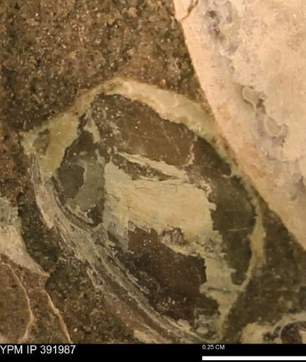 Protocardia sp.