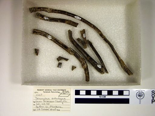 Deinonychus antirrhopus