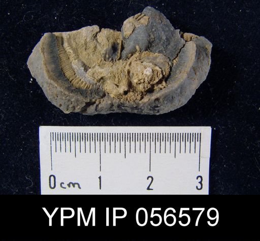 Leptaena rhomboidalis