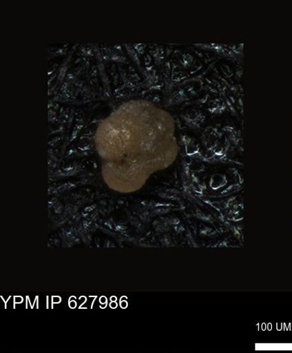 undet. Foraminiferida