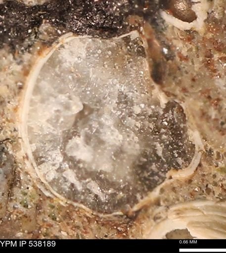 Corbulamella gregaria