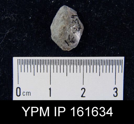 Lingula forbesi