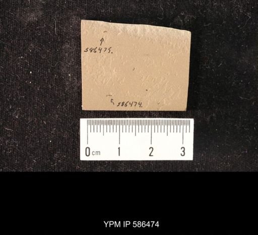 undet. Hymenoptera