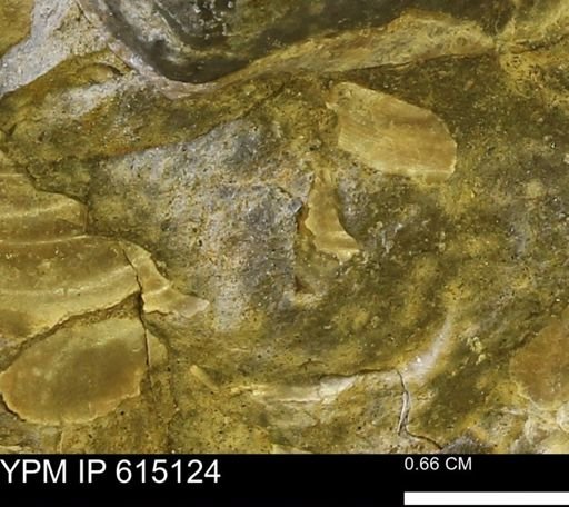 Inoceramus sp.