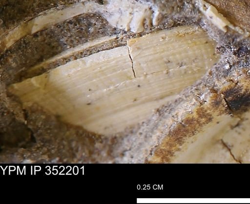 Limopsis striatopunctatus