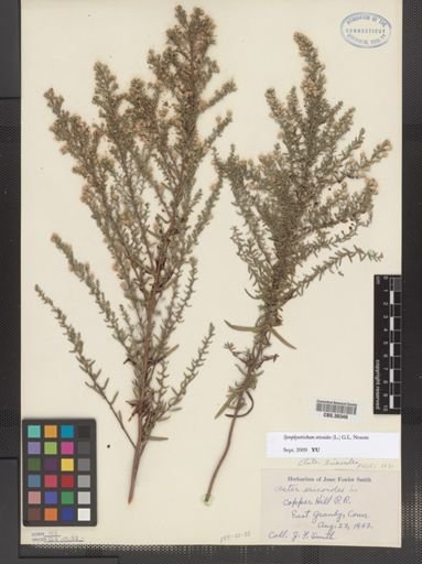 Symphyotrichum ericoides