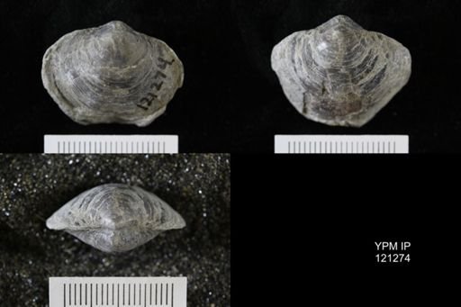 Athyris sp.