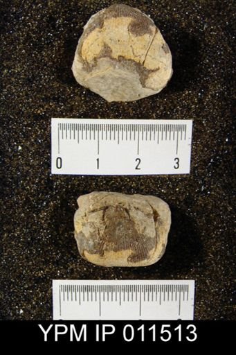 Linoproductus cora angustus
